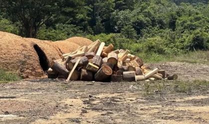 Polícia prende homem com motosserras destruindo árvores na Amazônia