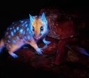 Fotógrafo registra marsupial "brilhante" pela 1ª vez; veja imagens