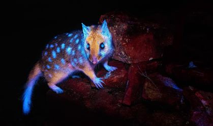 Fotógrafo registra marsupial "brilhante" pela 1ª vez; veja imagens