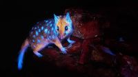 Fotógrafo registra marsupial "brilhante" pela 1ª vez; veja imagens