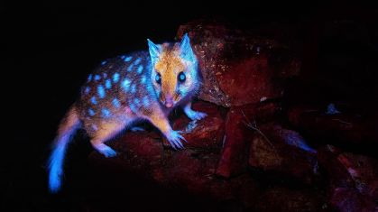 Ben Alldridge fez o que possivelmente são as únicas fotos existentes dos Dasyurus viverrinus "brilhando" em seu habitat natural