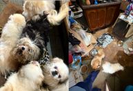 SP: Polícia resgata mais de 120 animais em situação de maus-tratos