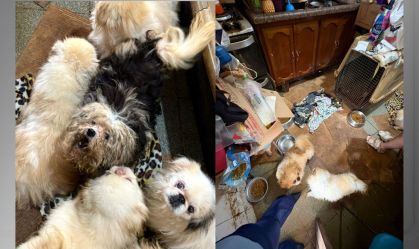 SP: Polícia resgata mais de 120 animais em situação de maus-tratos