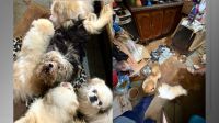 SP: Polícia resgata mais de 120 animais em situação de maus-tratos
