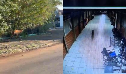 Onça-parda aparece em escola e bombeiros fazem buscas no Paraná