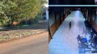 Onça-parda aparece em escola e bombeiros fazem buscas no Paraná
