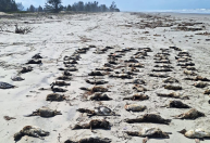 Quase 900 pinguins são encontrados mortos apenas no litoral de São Paulo