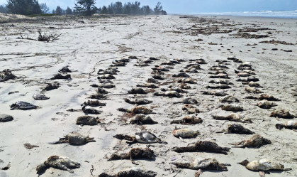 Quase 900 pinguins são encontrados mortos apenas no litoral de São Paulo