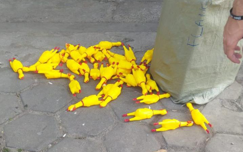 Galinhas foram jogadas no chão de São Januário
