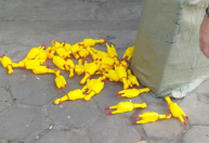 Estádio do Vasco tem provocações ao Corinthians com galinhas e morte