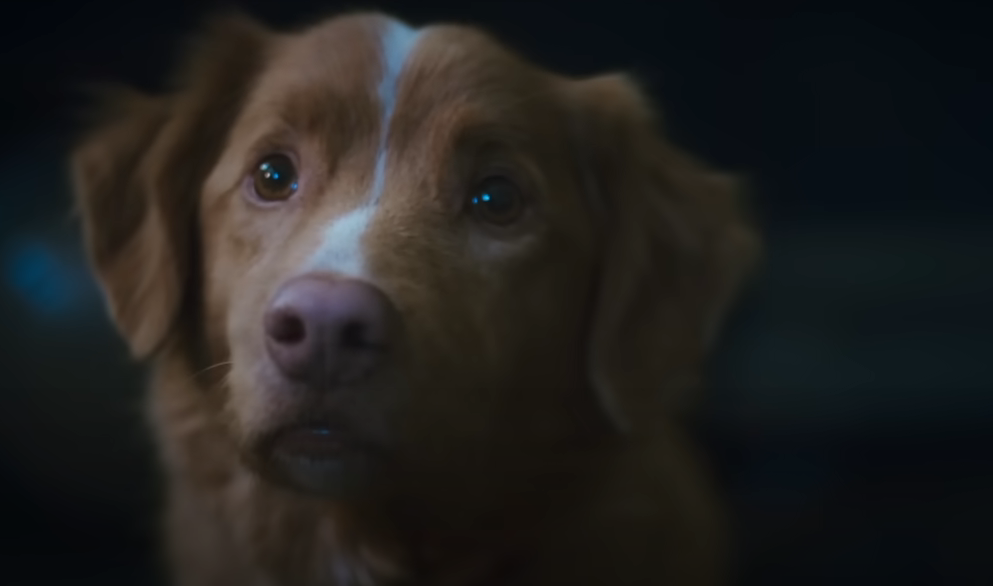 Good Boy