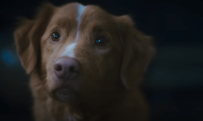 "Good Boy": terror com cachorro como protagonista ganha trailer