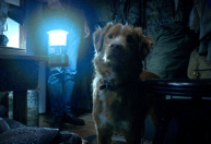 “Good Boy”: conheça filme de terror que terá a perspectiva de um cachorro