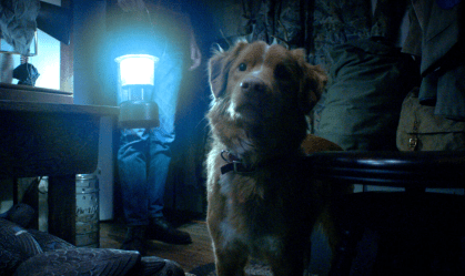 “Good Boy”: conheça filme de terror que terá a perspectiva de um cachorro
