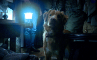 “Good Boy”: conheça filme de terror que terá a perspectiva de um cachorro