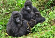 Amizades antigas ajudam gorilas fêmeas a mudar de grupo, revela estudo