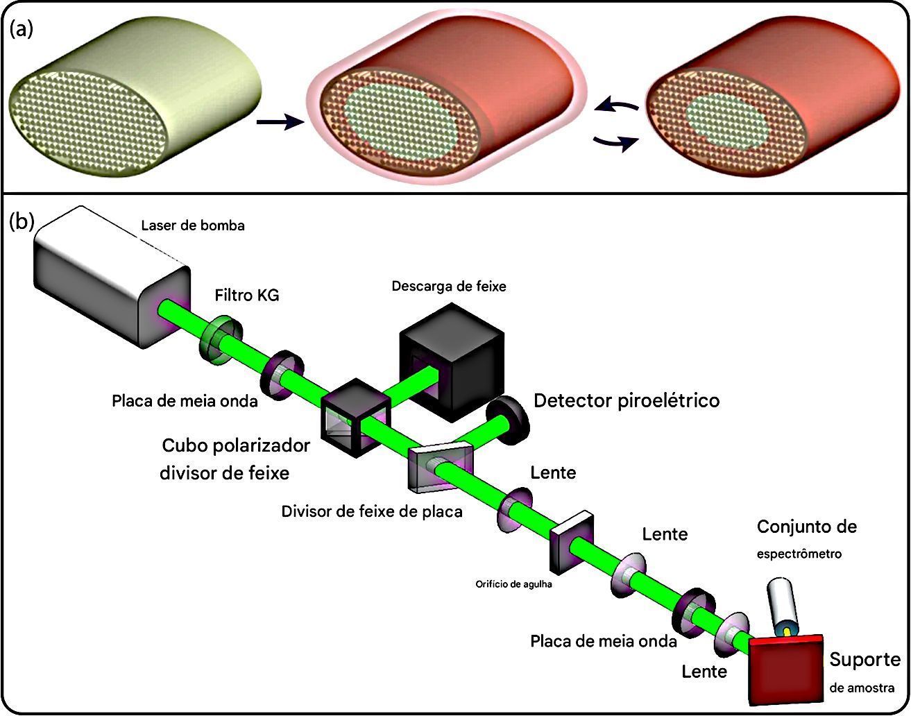 Ilustração da seção transversal de uma bárbula infundida repetidamente com uma solução de corante • Anthony Fiorito III et al., Scientific Reports, 2025