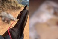 Maus-tratos: Polícia investiga morte de cavalo após mutilação em SP