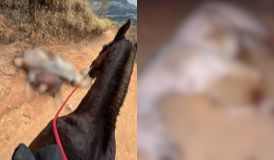Cavalo mutilado em SP: entenda por que suspeito não foi preso