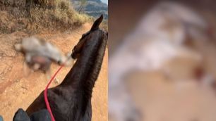 Cavalo mutilado: animal caiu por exaustão após ser forçado a cavalgar 15 km