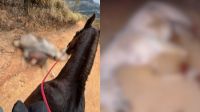 Cavalo mutilado: animal caiu por exaustão após ser forçado a cavalgar 15 km