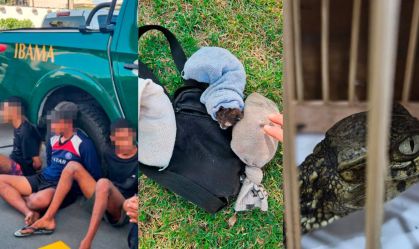 Operação apreende caranguejos, saguis, jacarés e jiboa em feira no RJ