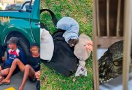 Operação apreende caranguejos, saguis, jacarés e jiboa em feira no RJ