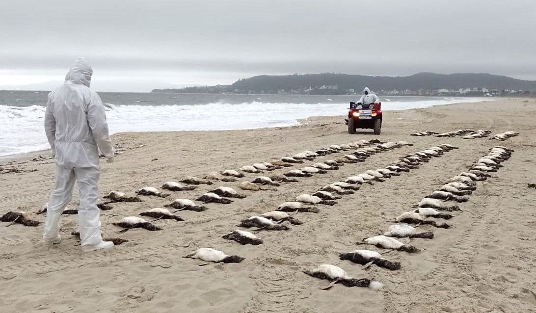 Pinguins mortos em Jurerê