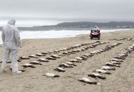 Mais de 3.200 pinguins morreram no litoral brasileiro em 2025