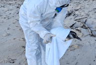 Pinguins não precisam de gelo ao serem resgatados na praia; entenda
