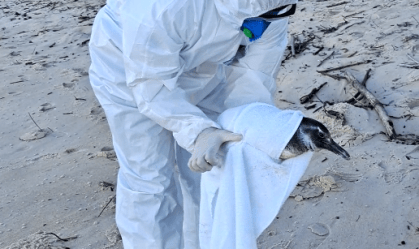 Pinguins não precisam de gelo ao serem resgatados na praia; entenda