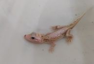 Jacaré "branco" com condição rara é resgatado em Balneário Camboriú