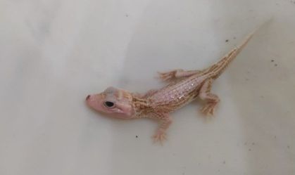 Jacaré "branco" com condição rara é resgatado em Balneário Camboriú