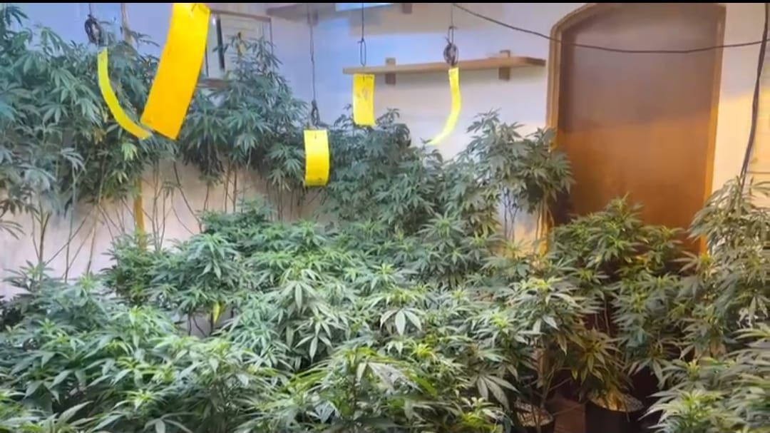 plantação maconha guarujá