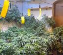 Homem é preso por cultivar droga em mansão no litoral de São Paulo