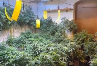 Homem é preso por cultivar droga em mansão no litoral de São Paulo