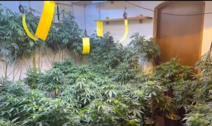 Homem é preso por cultivar droga em mansão no litoral de São Paulo