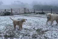 Vídeo: Sul amanhece com neve neste sábado e com temperaturas congelantes