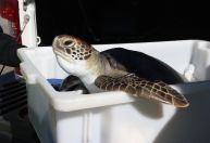 Mais de 300 tartarugas-verdes encalharam no litoral do Paraná no último mês