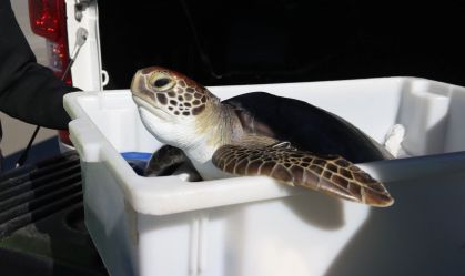 Mais de 300 tartarugas-verdes encalharam no litoral do Paraná no último mês