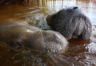 ICMBio investiga a morte de peixes-boi em Alagoas