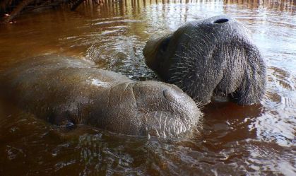 ICMBio investiga a morte de peixes-boi em Alagoas