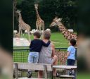 Zoológico na Dinamarca pede doação de pets para alimentar predadores