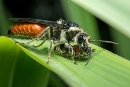 Existem mais de 100.000 espécies conhecidas de vespas, segundo o especialista Seirian Sumner