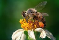 Abelha robô poderá fazer polinização de plantas em Marte no futuro