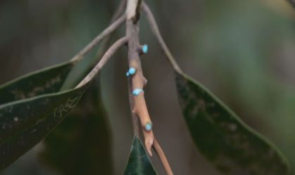 CNN na COP30: Plantas que absorvem metais são usadas para recuperar solo