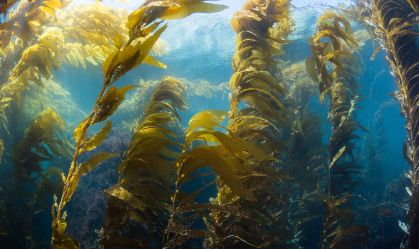 Pesquisadora estuda algas marinhas para combater câncer e outras doenças