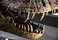 Cientistas usam dentes de dinossauro para reconstituir o ar pré-histórico