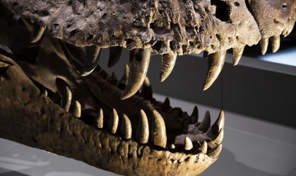 Cientistas usam dentes de dinossauro para reconstituir o ar pré-histórico