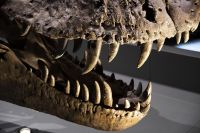 Cientistas usam dentes de dinossauro para reconstituir o ar pré-histórico